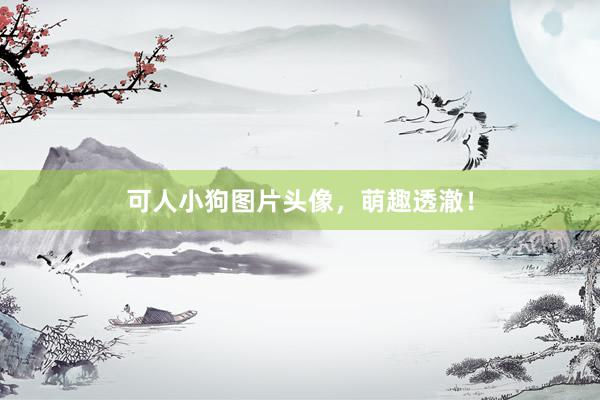 可人小狗图片头像，萌趣透澈！