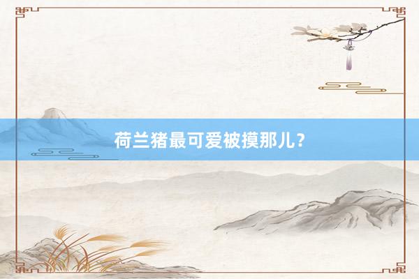 荷兰猪最可爱被摸那儿?